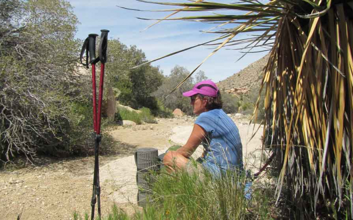 A person rests beside a joshua tree with their hiking poles staked in the ground in the foreground. 